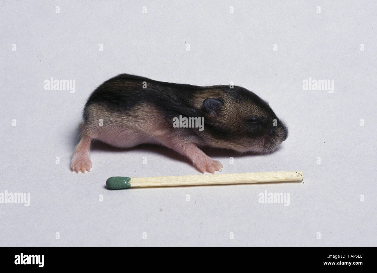 Dwarf Hamster Stock Photo Alamy