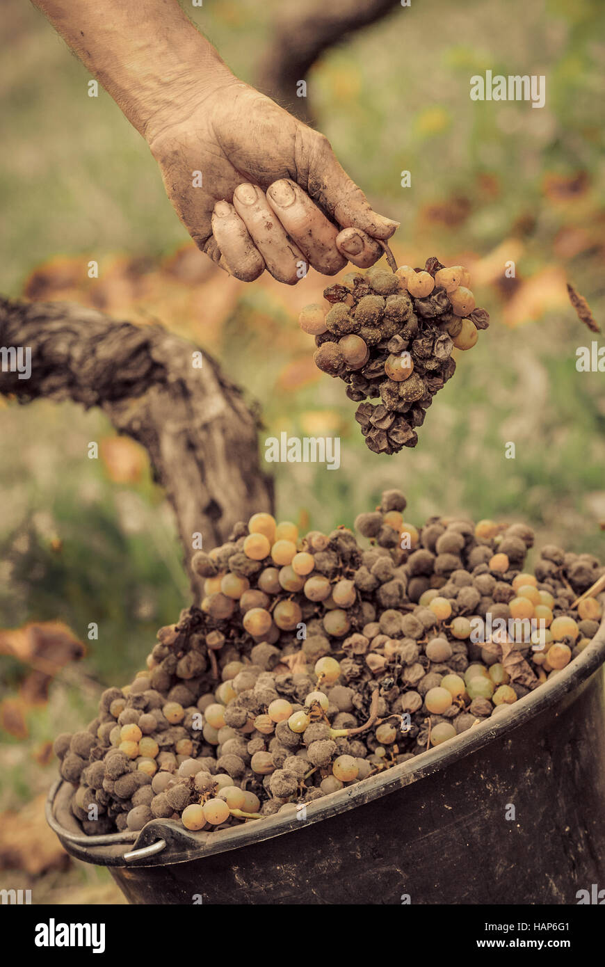 Noble rot of a wine grape, grapes with mold, Botrytis, Sauternes, France Stock Photo