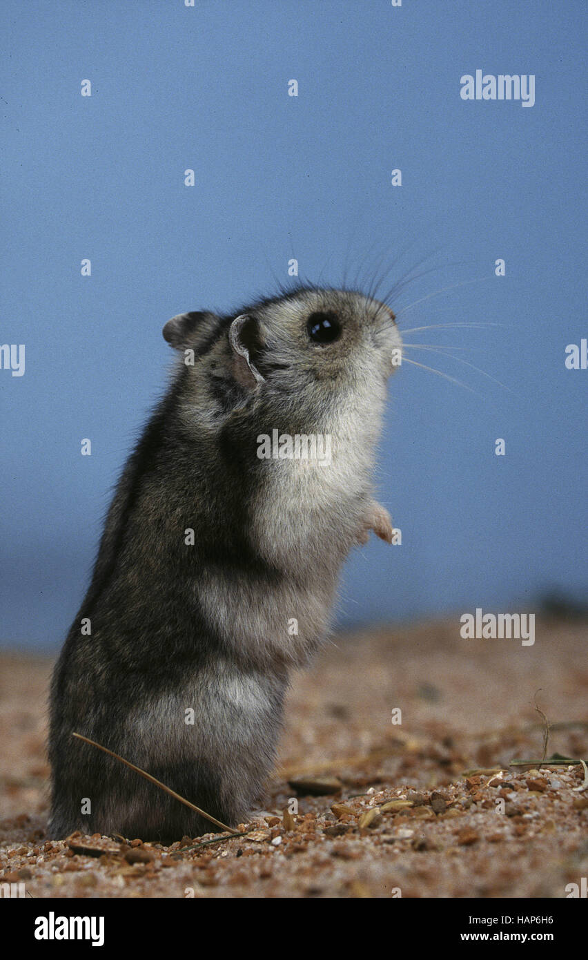 zwerghamster-hi-res-stock-photography-and-images-alamy