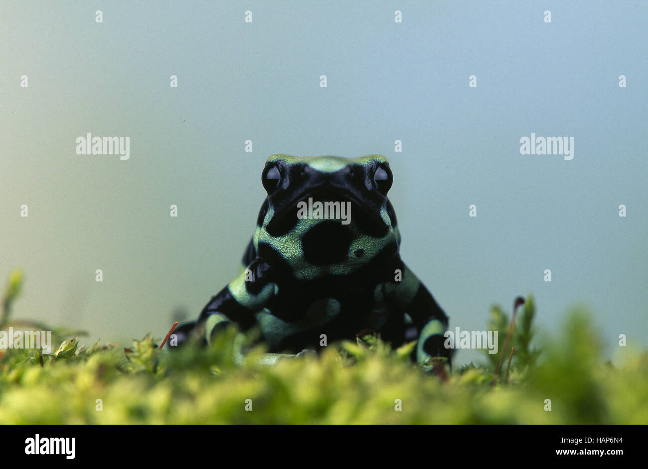 Poison Arrow Frog / Goldbaumsteiger Stock Photo