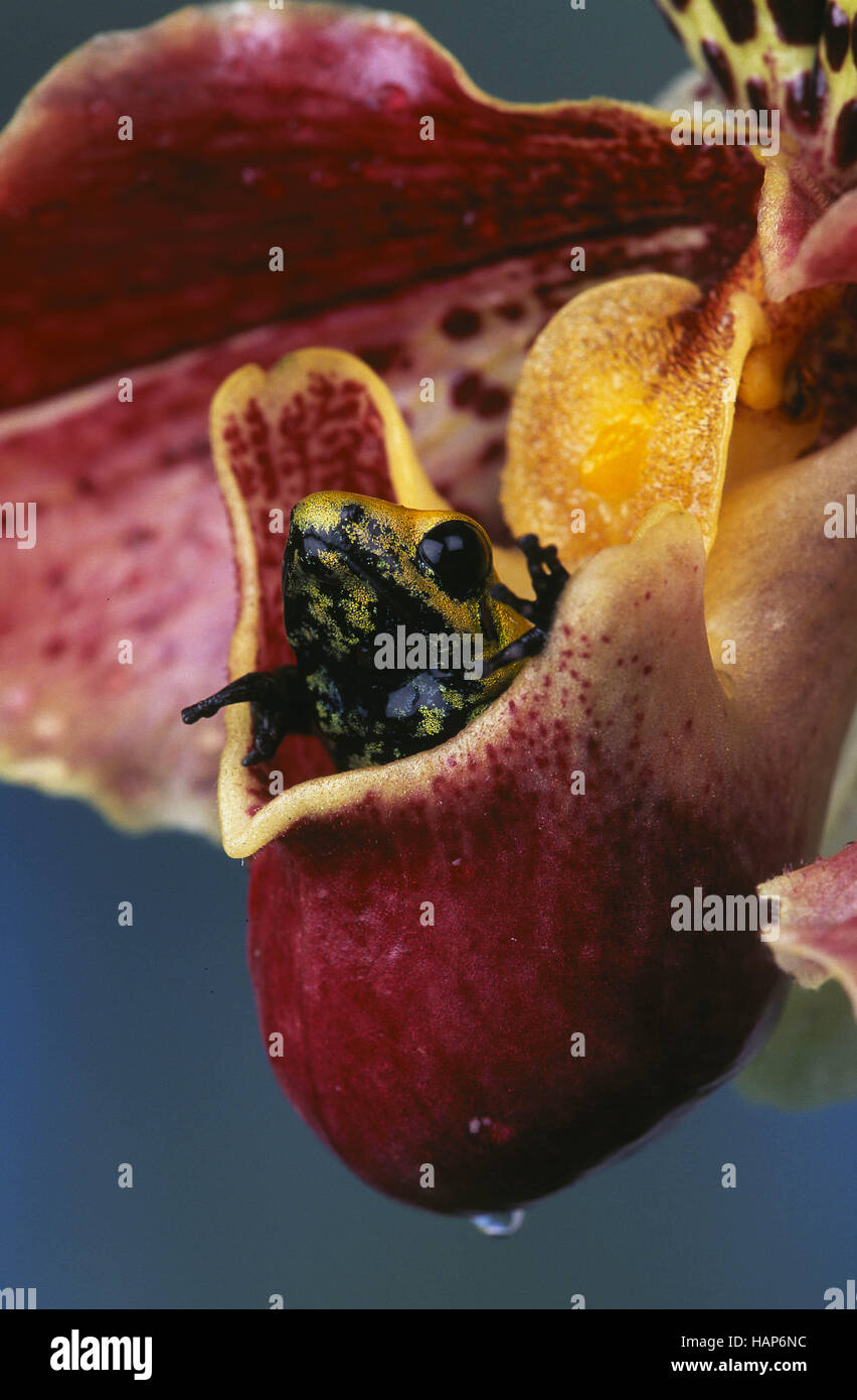 Blattsteiger hires stock photography and images Alamy