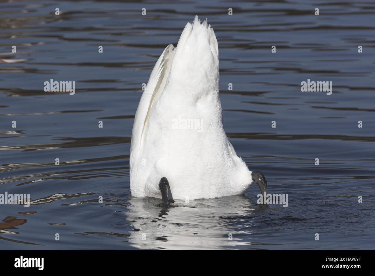 Mute Swan Stock Photo