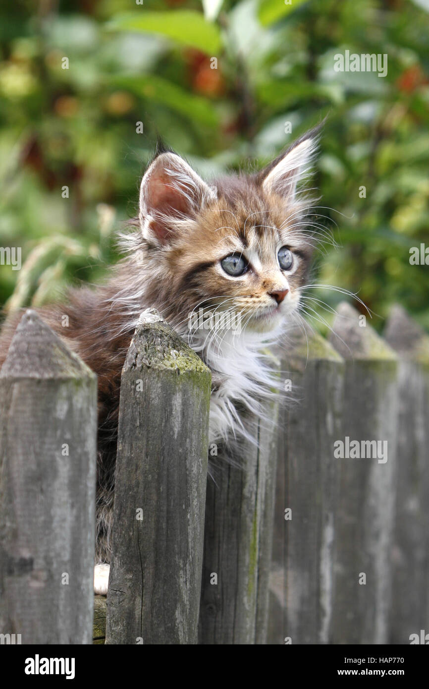 Maine Coon Kitten Stock Photo Alamy