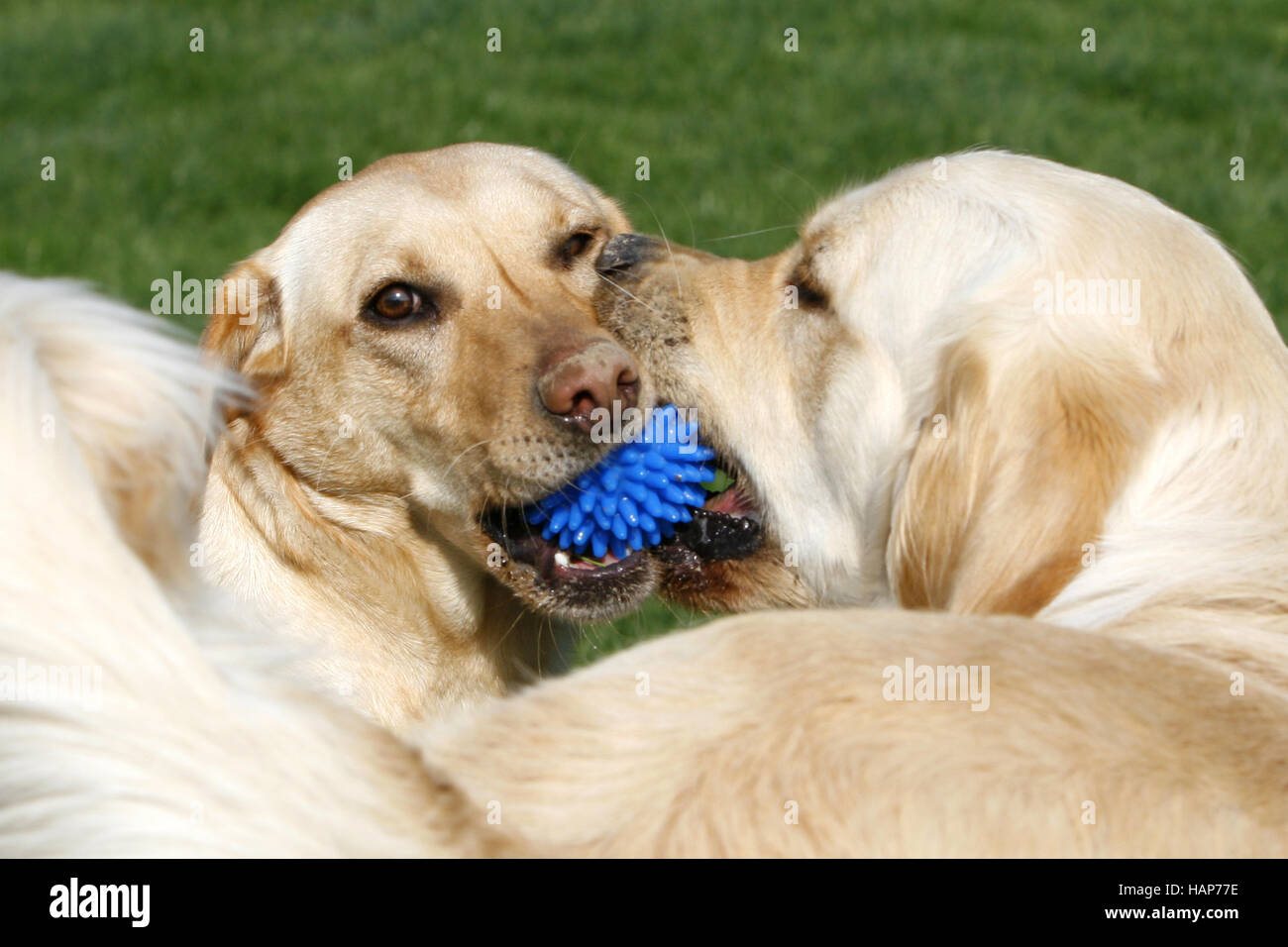 playing Labrador Dog Stock Photo - Alamy