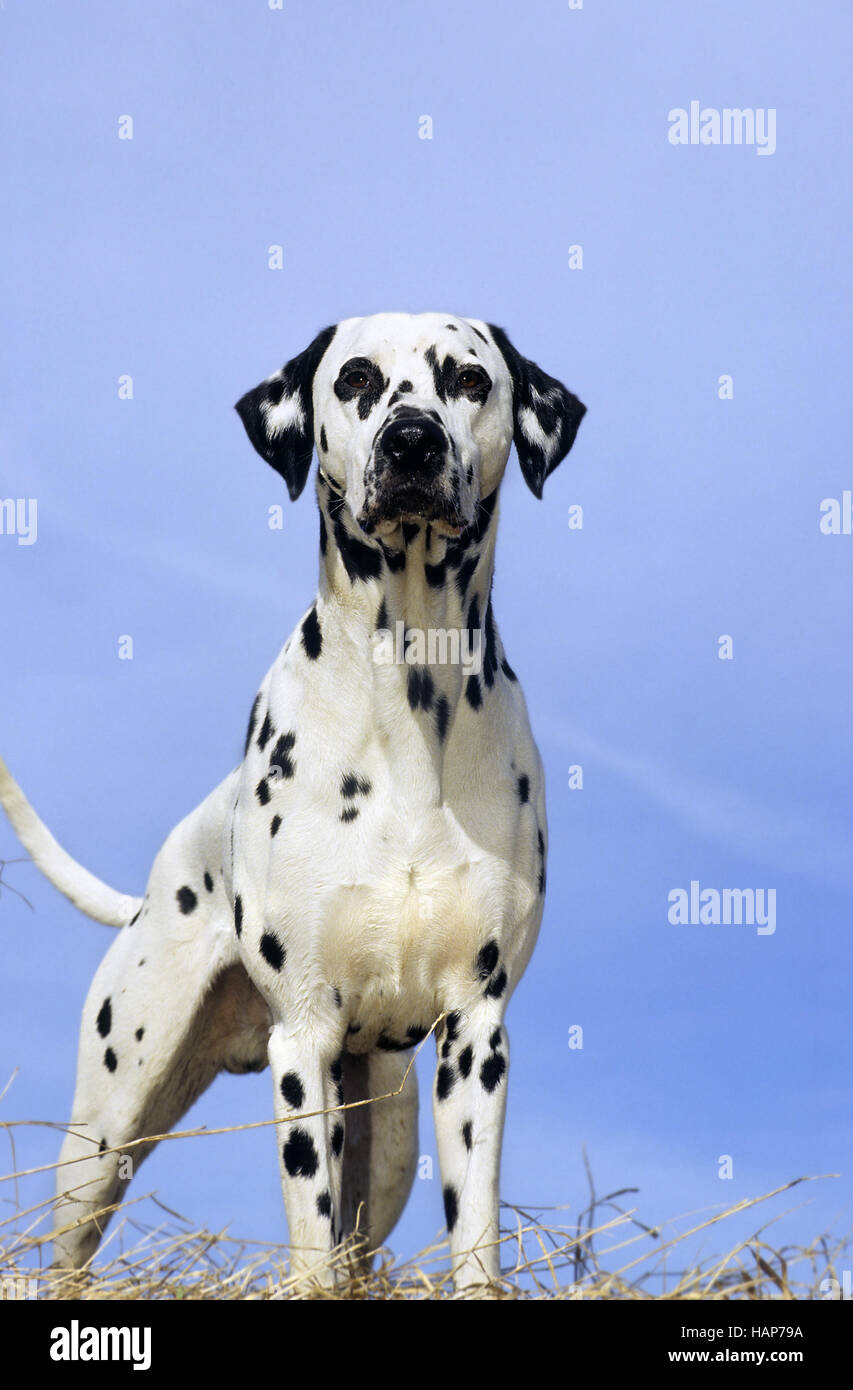 Dalmatiner Dalmatian Dog Stock Photo
