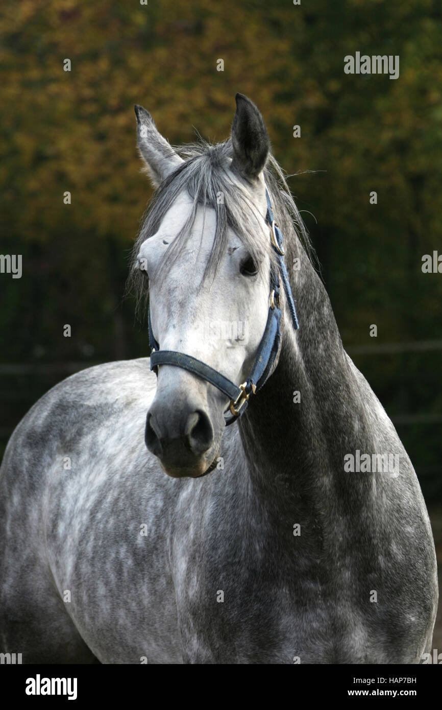 Anglo-Araber Hengst, Anglo-Arabian Stallion Stock Photo
