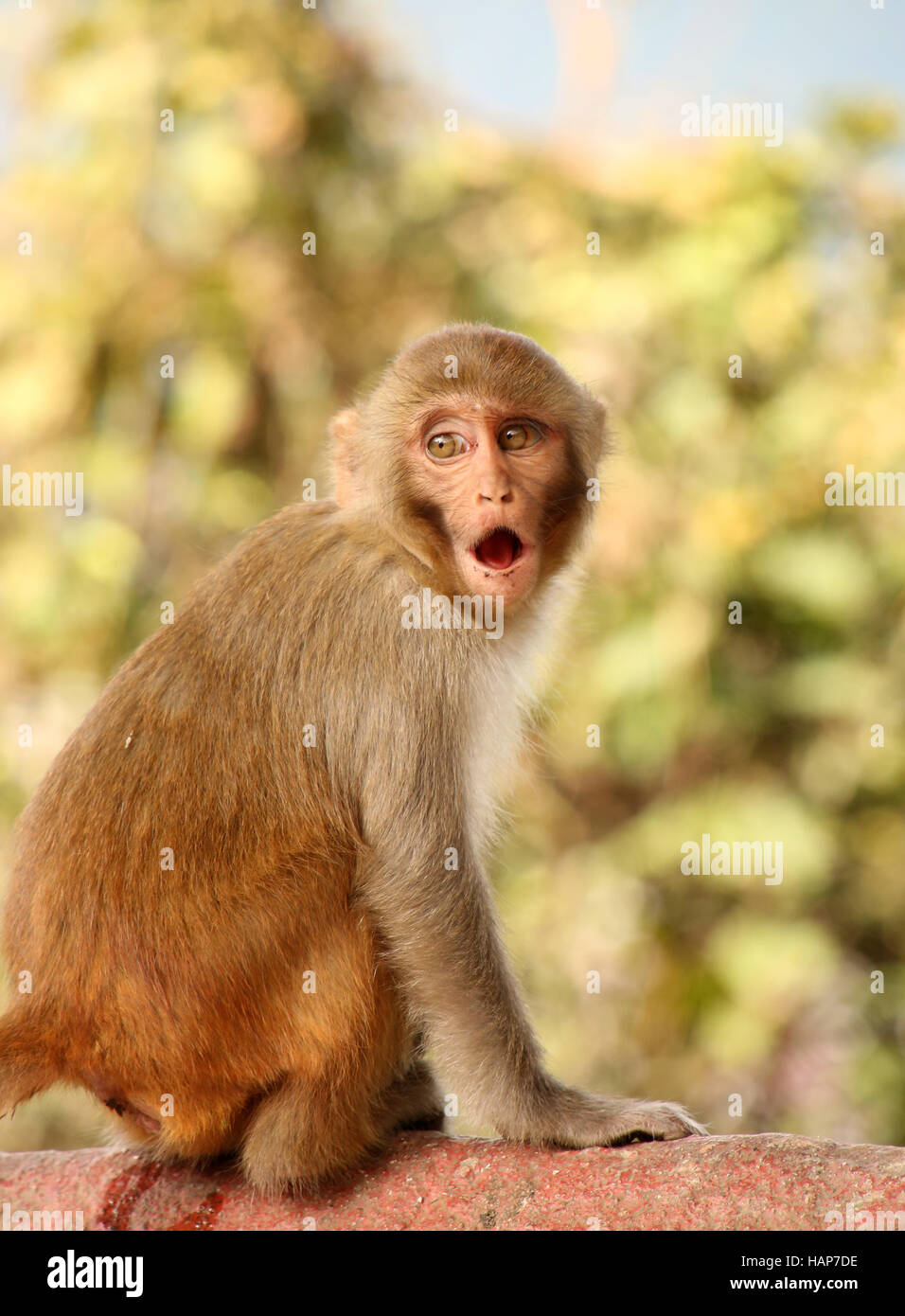 Surprised Monkey at the Swayambhu Nath temple, Kathmandu, Nepal. Stock Photo