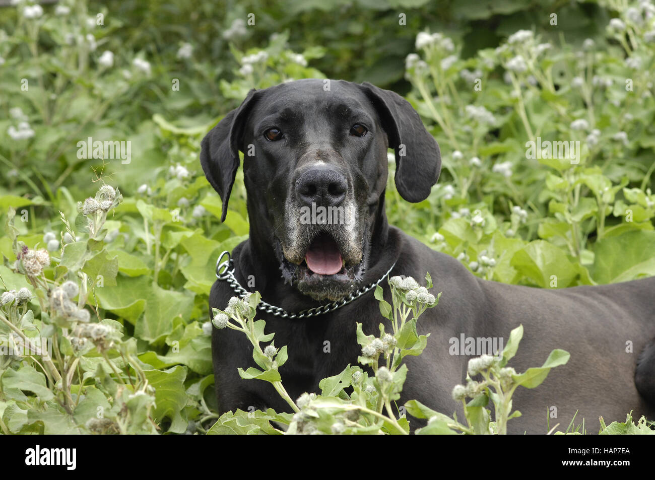 Dogge, Huendin, female Stock Photo