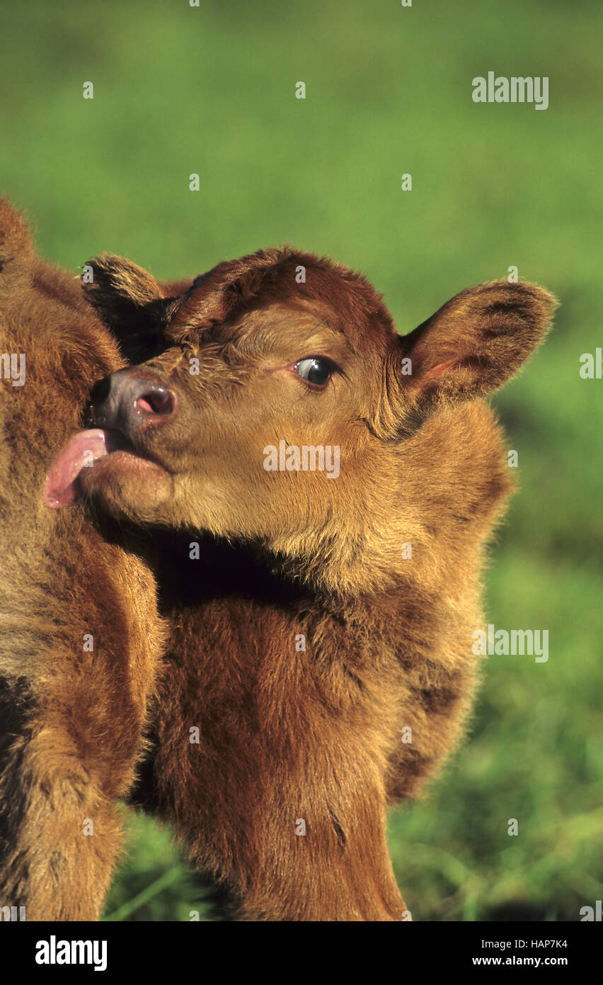 Kuh, Kalb, calf, cow, rind, rindvieh Stock Photo