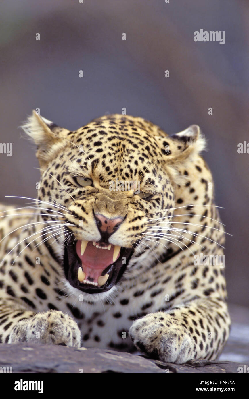 Female leopards hires stock photography and images Alamy