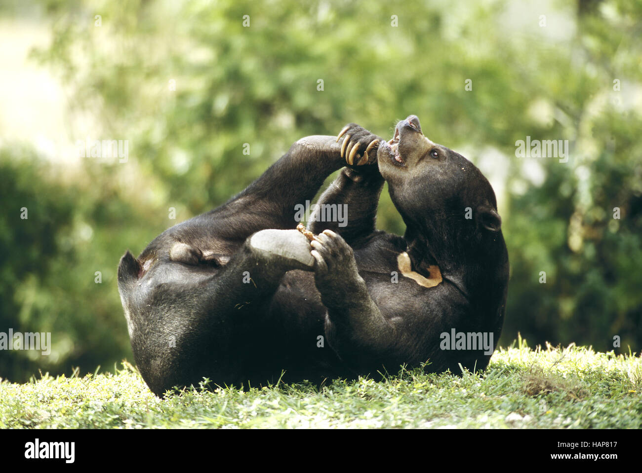 Malaienbaer, Ursus malayanus, Sun Bear Stock Photo