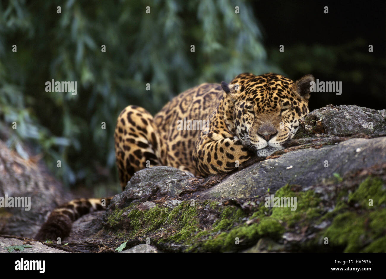 Jaguar, Panthera onca, resting Stock Photo
