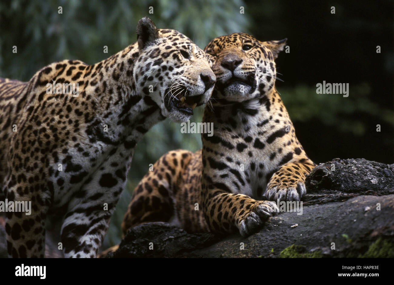 Jaguar, Panthera onca, paar, pair Stock Photo