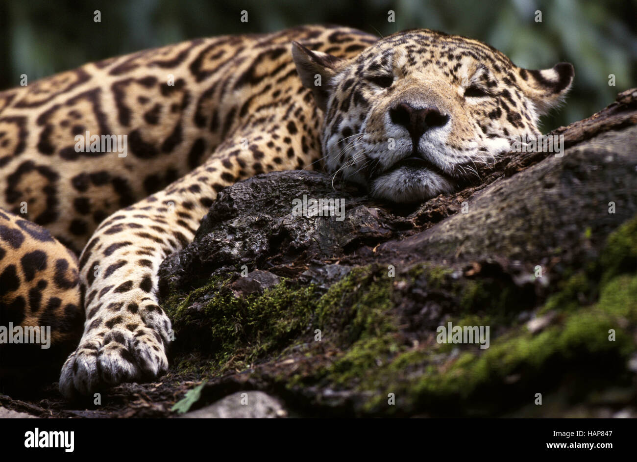 Jaguar, Panthera onca, entspannung, relax Stock Photo
