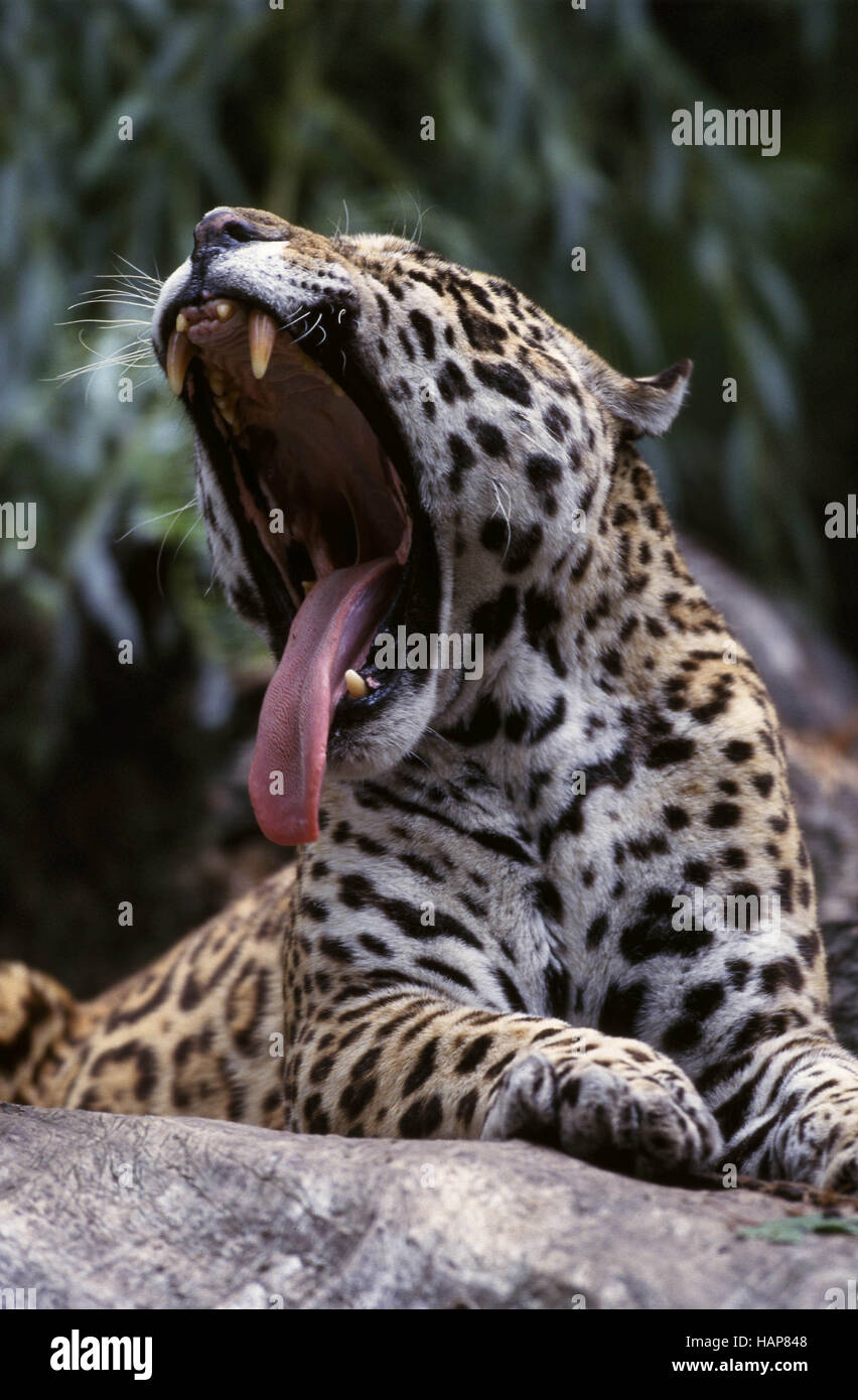 Jaguar Stock Photo