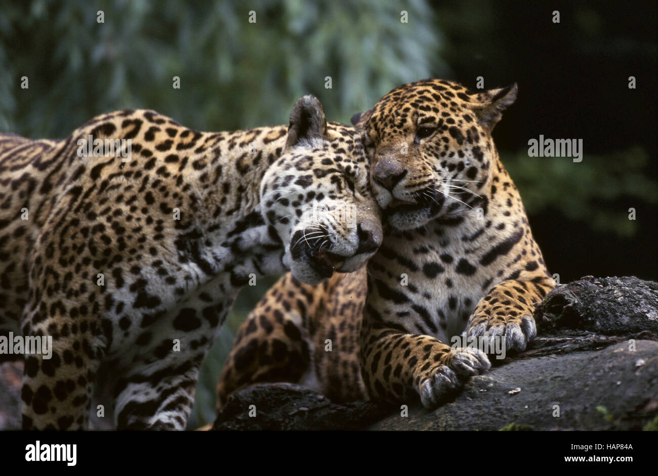 Jaguar, Panthera onca, Paar, pair, couple, Stock Photo