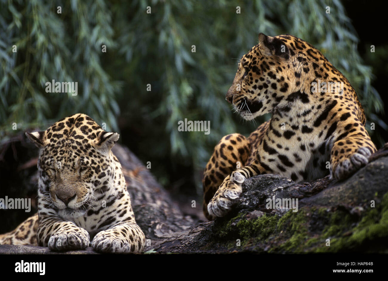 Jaguar, Panthera onca, paar, pair, couple Stock Photo