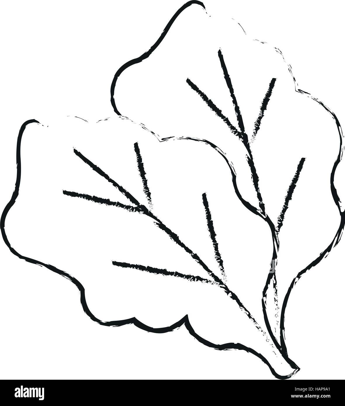 Isolated lettuce design Stock Vector Image & Art Alamy