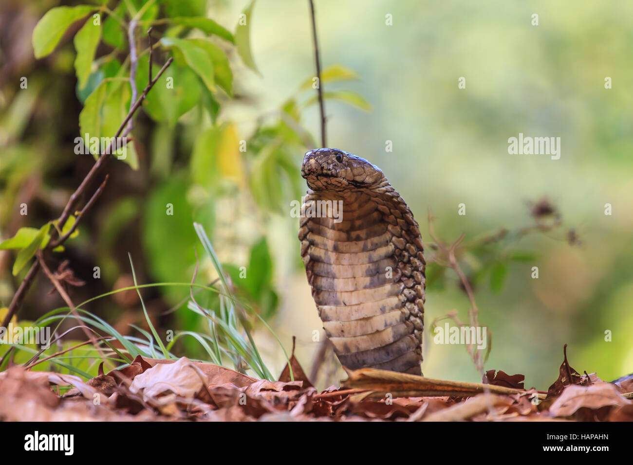 close up  Monocellate Cobra  (Naja kaouthia) in forest Stock Photo