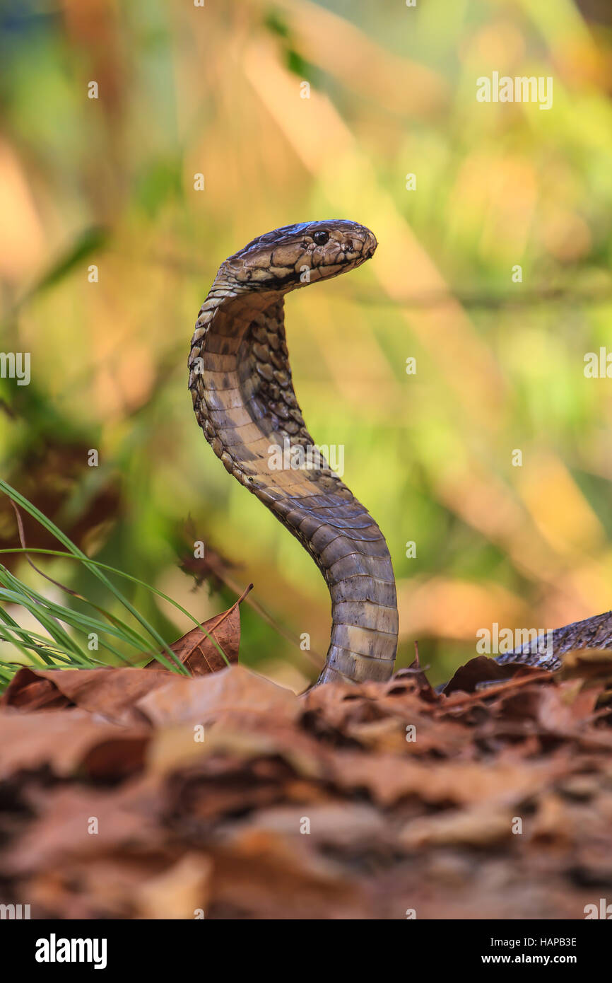 close up  Monocellate Cobra  (Naja kaouthia) in forest Stock Photo