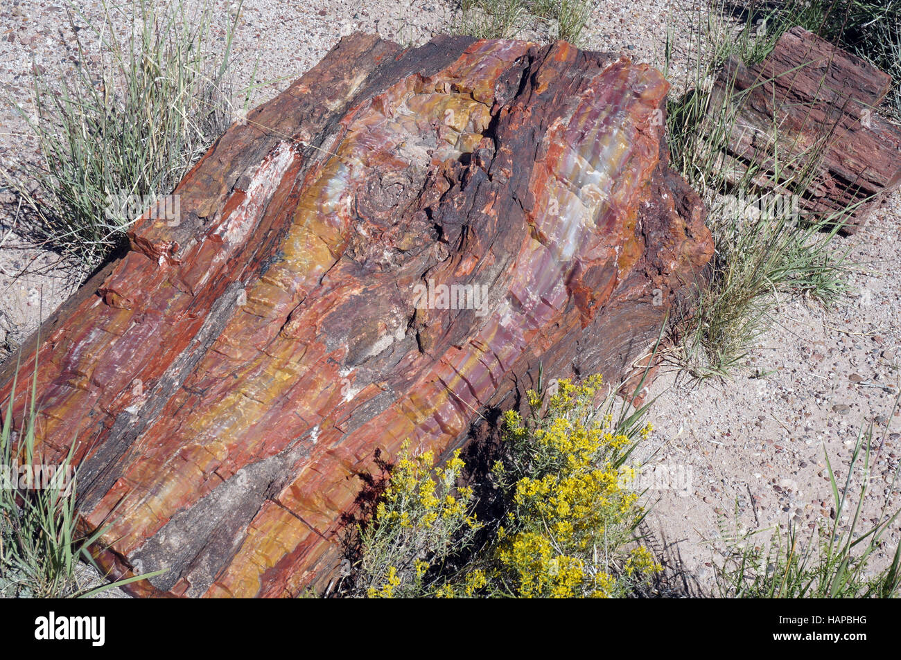 Petrified Wood Stock Photo Alamy
