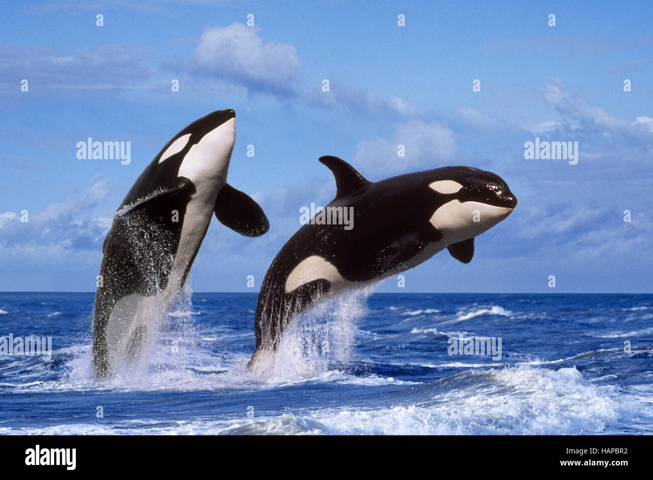 Schwertwal High Resolution Stock Photography And Images Alamy