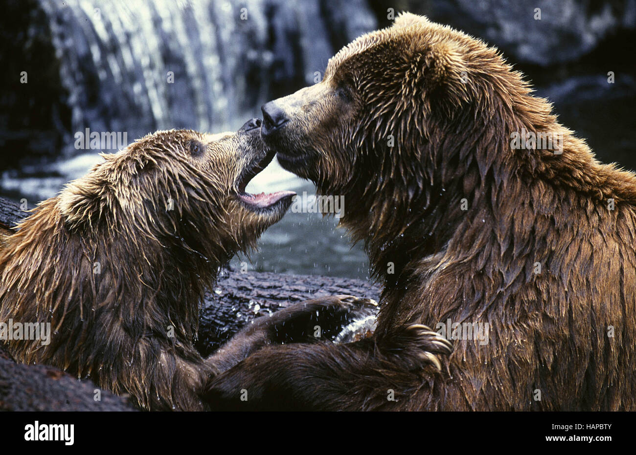 Kodiak Bear Fight Hi Res Stock Photography And Images Alamy