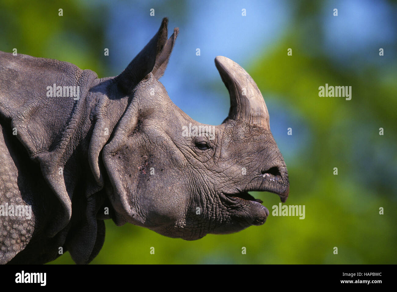 Great Indian Rhinoceros Stock Photo Alamy
