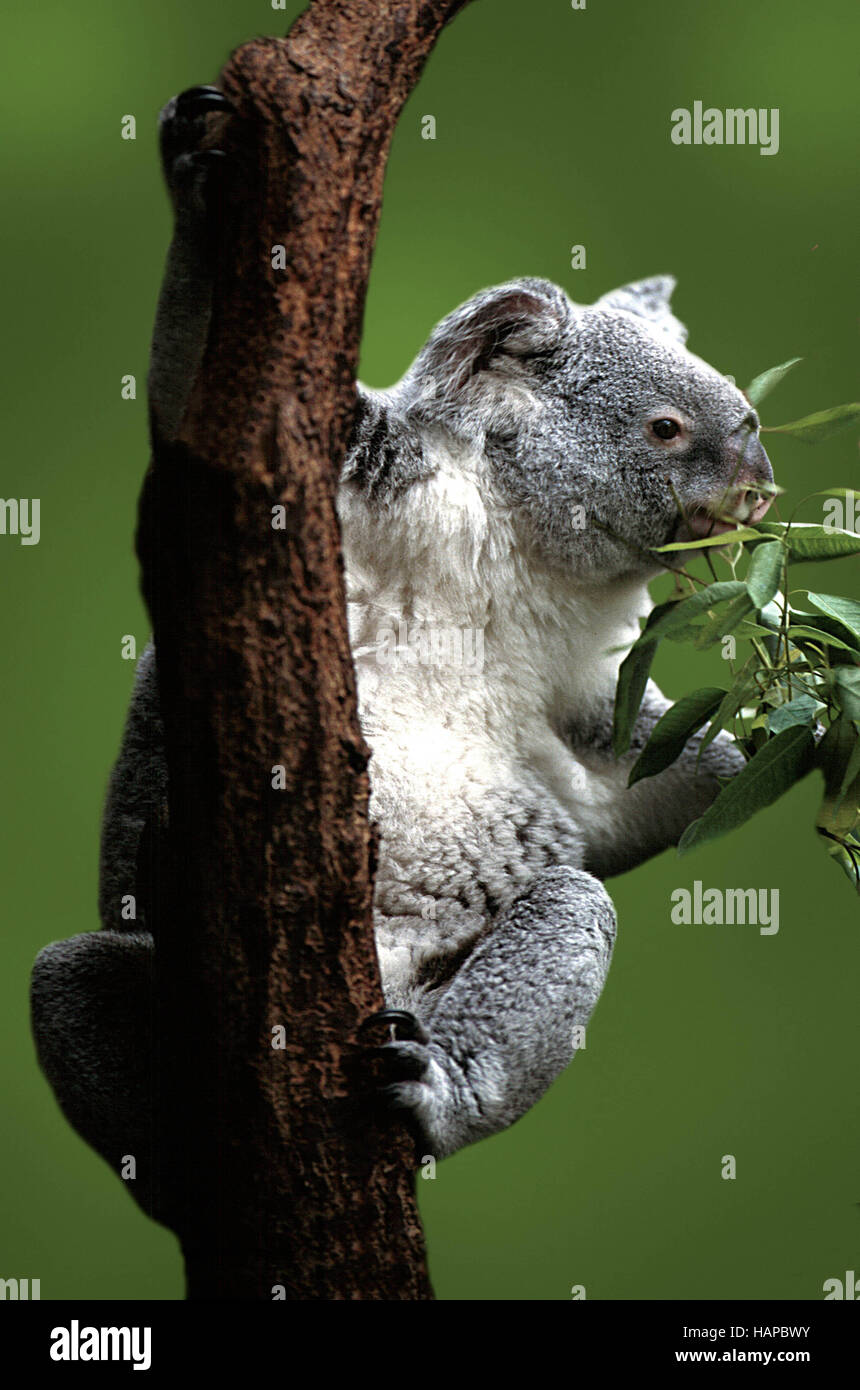 Koala bear Stock Photo