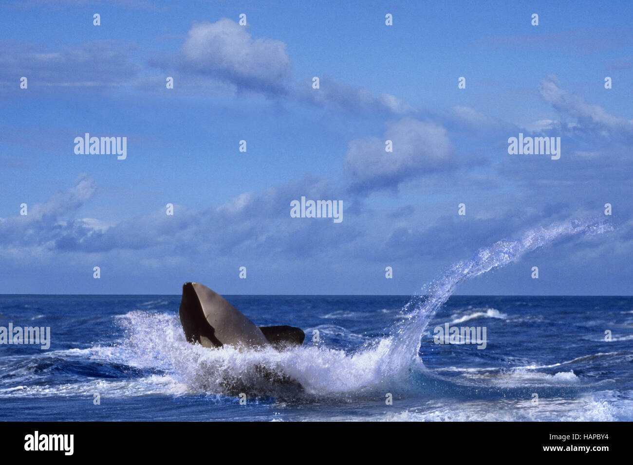 Killerwhale Stock Photo