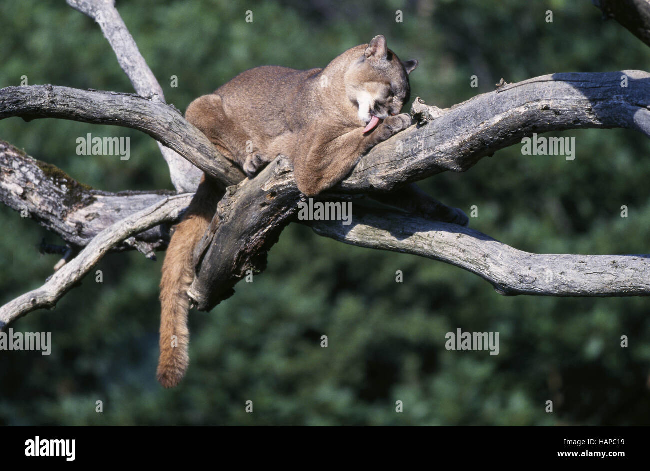 Seitlich Liegen High Resolution Stock Photography and Images - Alamy