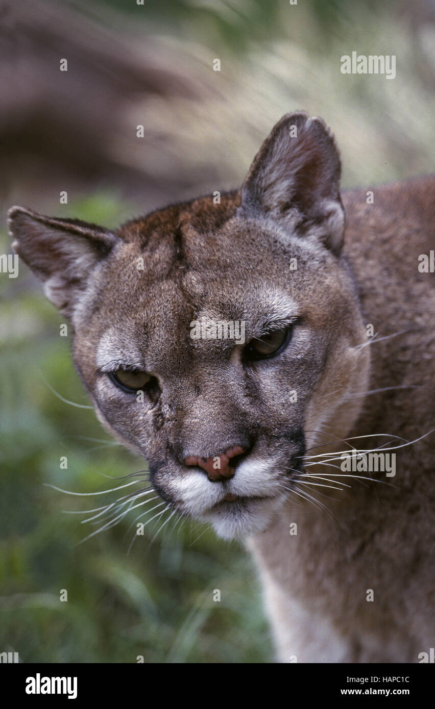 Felis concolor car hi-res stock photography and images - Alamy