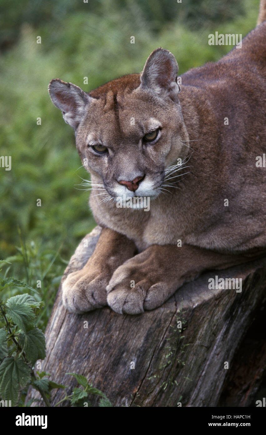 Coryi hi-res stock photography and images - Alamy