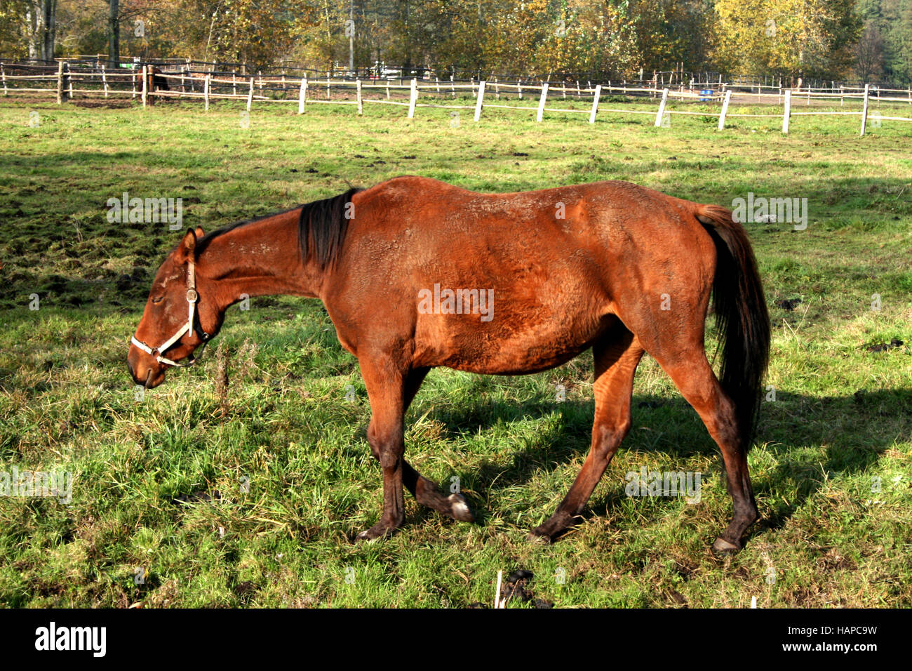 Horse on coupling Stock Photo