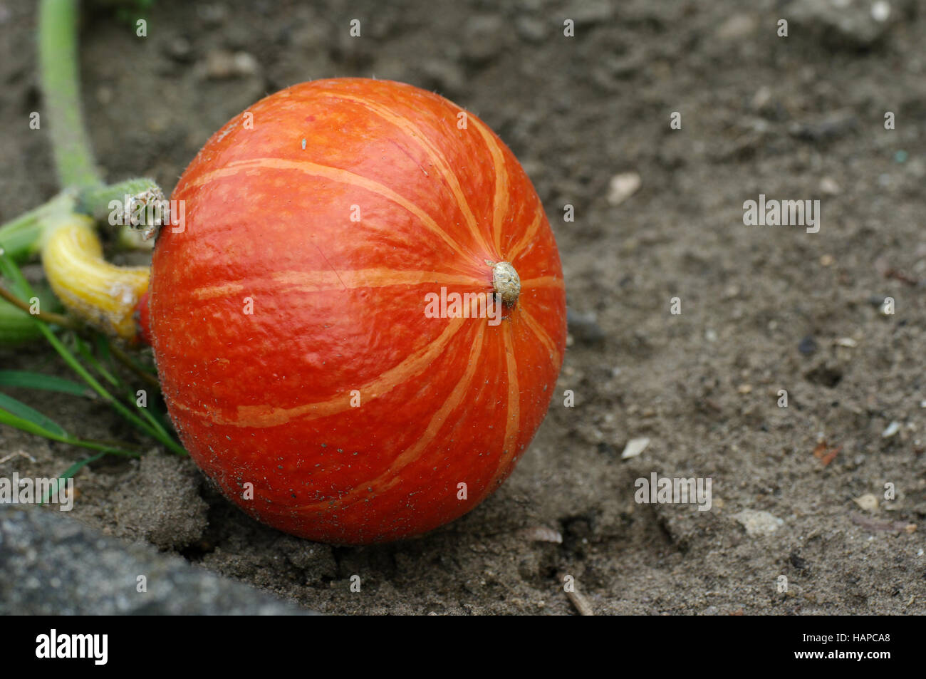 Red kuri squash Stock Photo - Alamy
