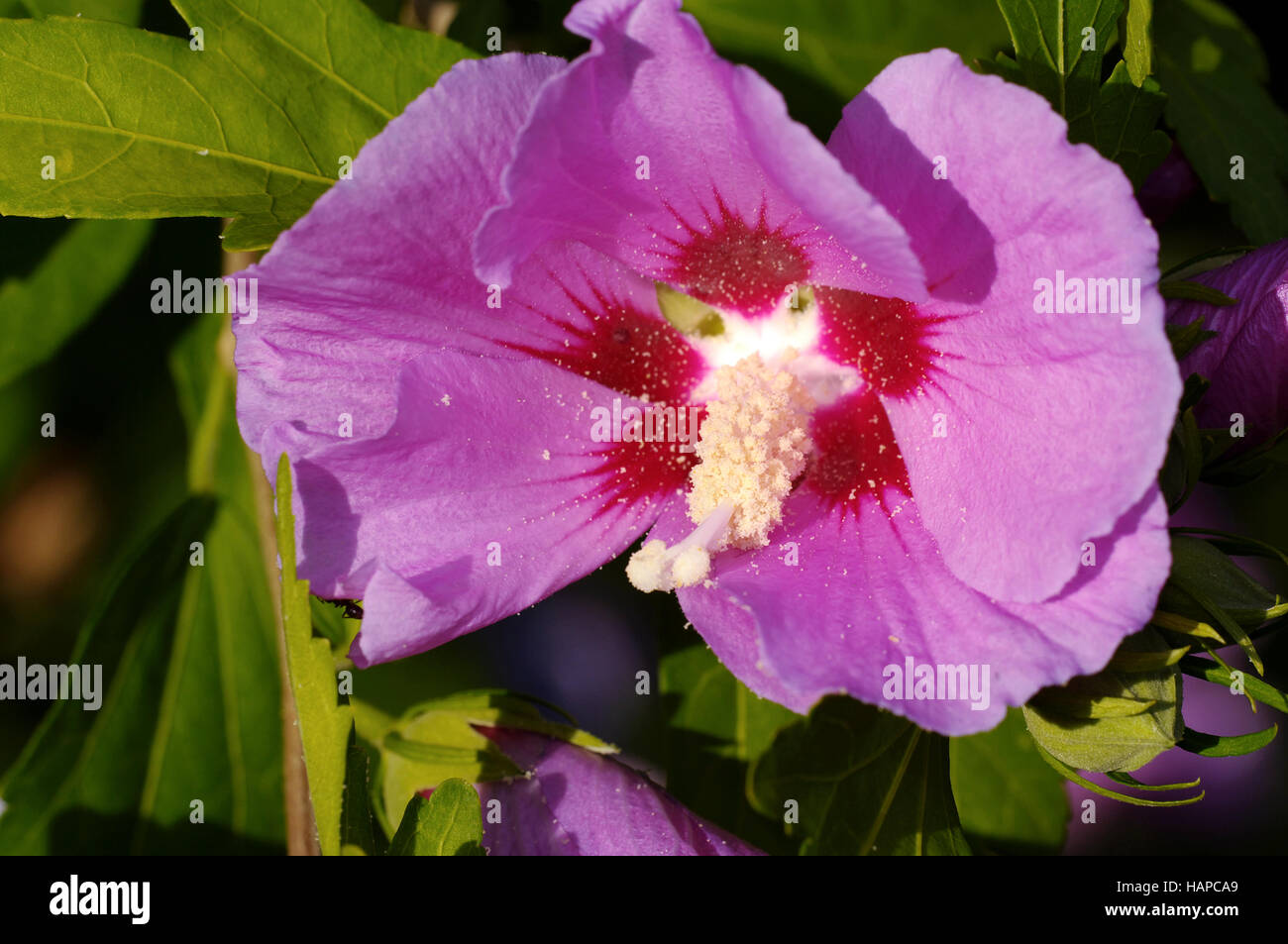 hibiscus syriacus Stock Photo