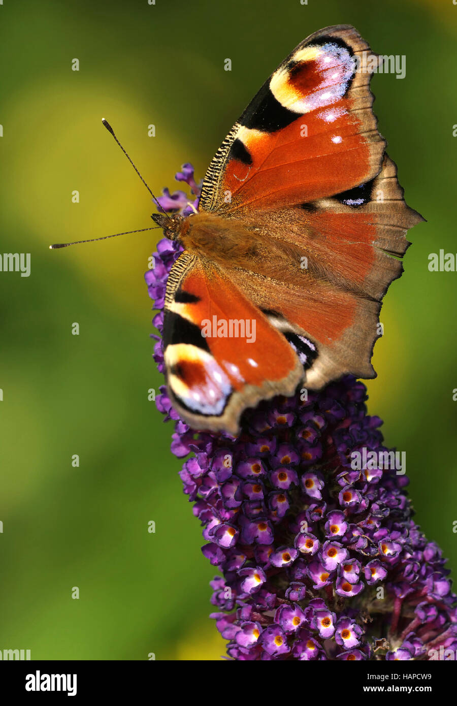 Aglais io Stock Photo