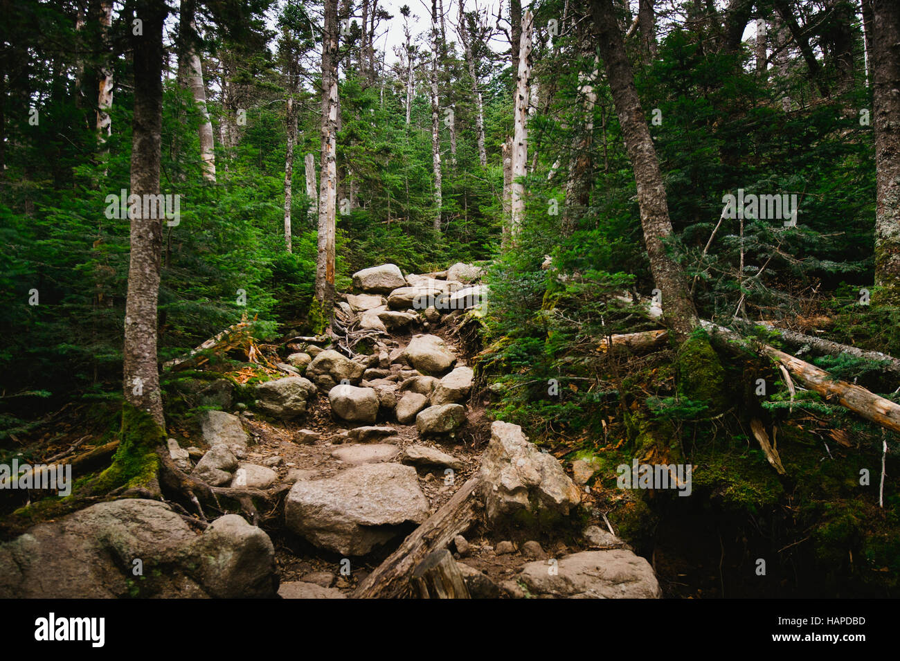 Large boulders lead the way through the White Mountains in New