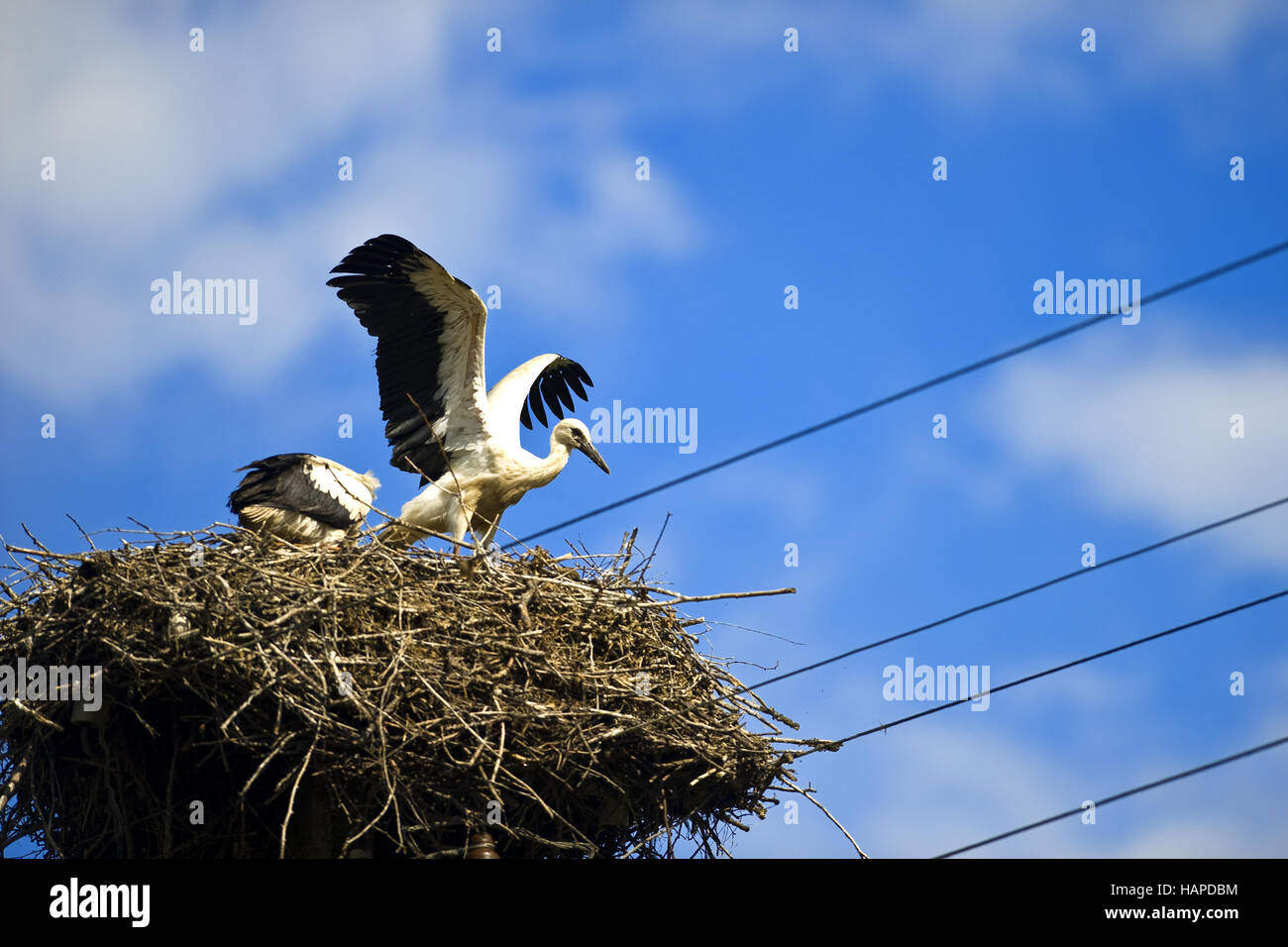 Estonia, Baltic States Stock Photo Alamy