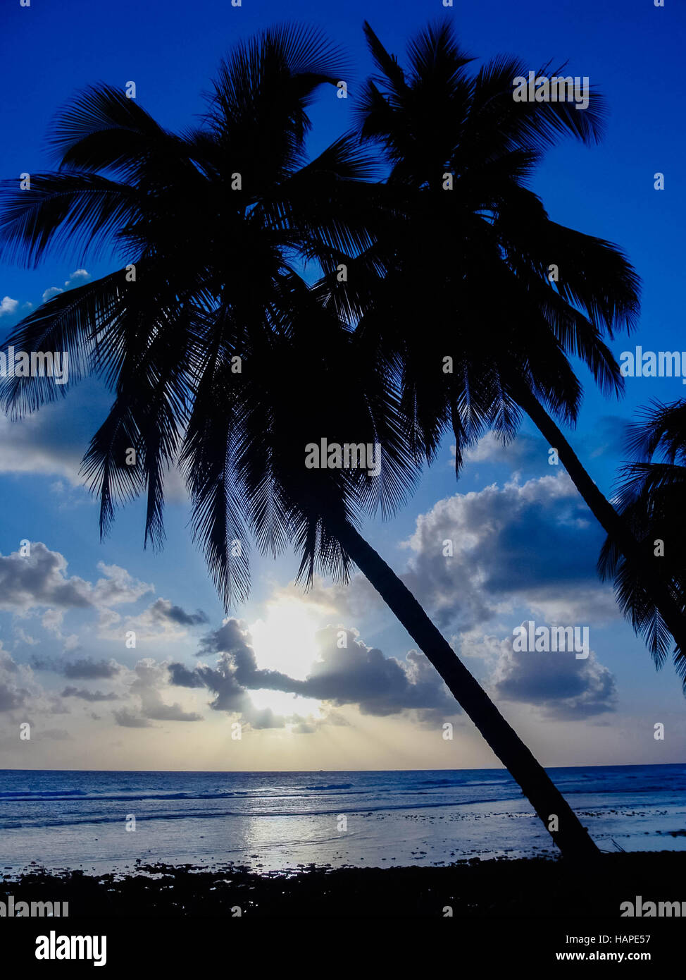 Palmtrees in a beautiful blue sunset with soft waves at the sea Stock Photo
