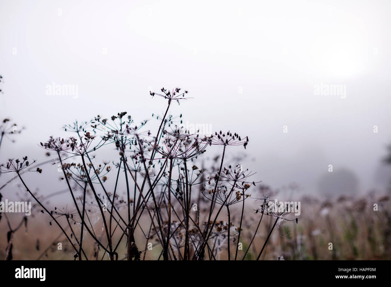 Ethereal fog behind winter branches Stock Photo