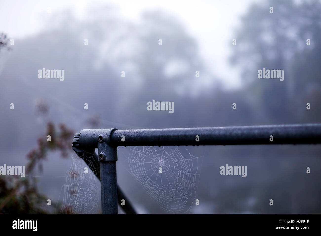 Spider hanging from web hi-res stock photography and images - Alamy