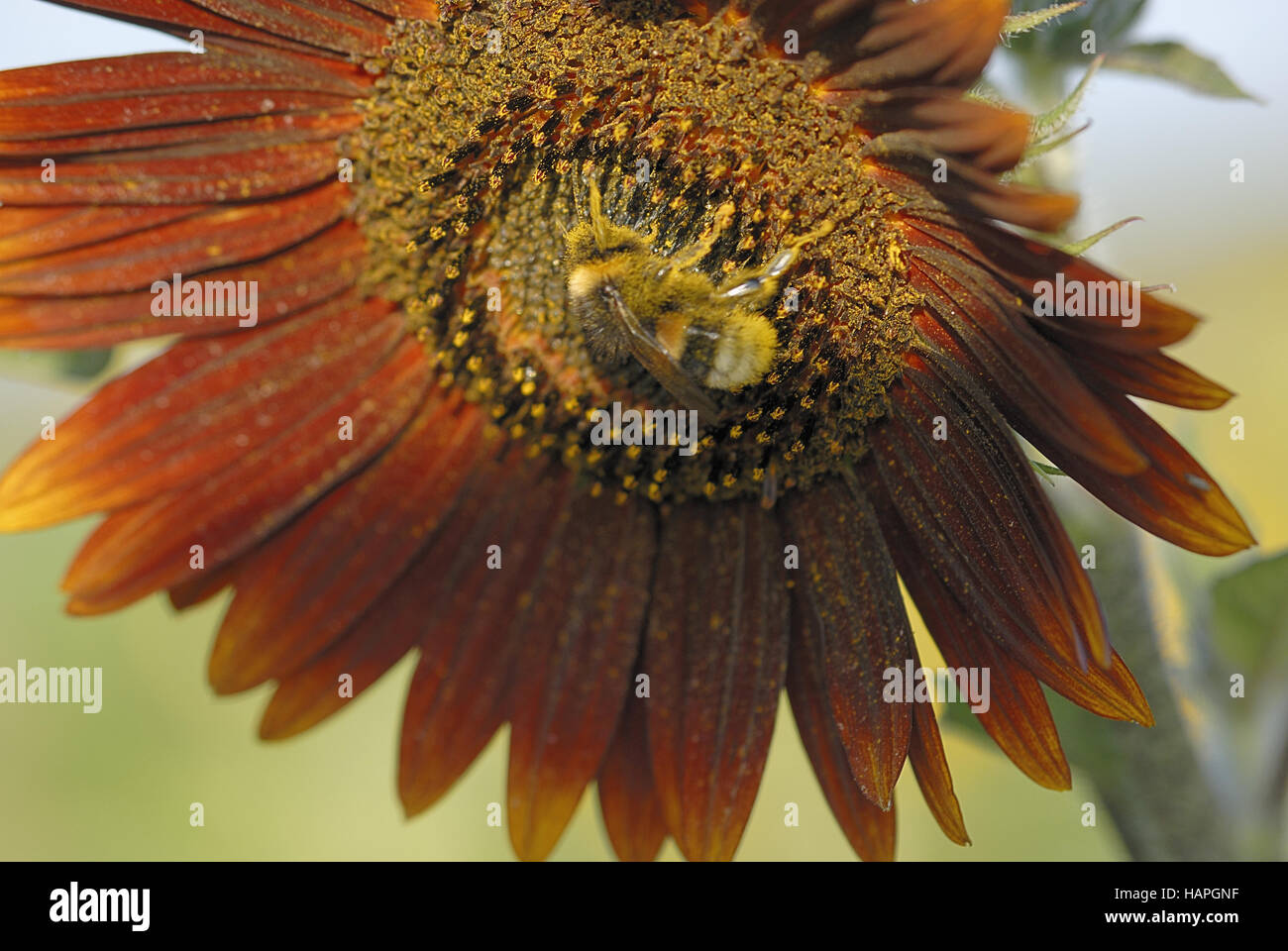 sonnenhummel 2 - sun bumble bee 2 Stock Photo