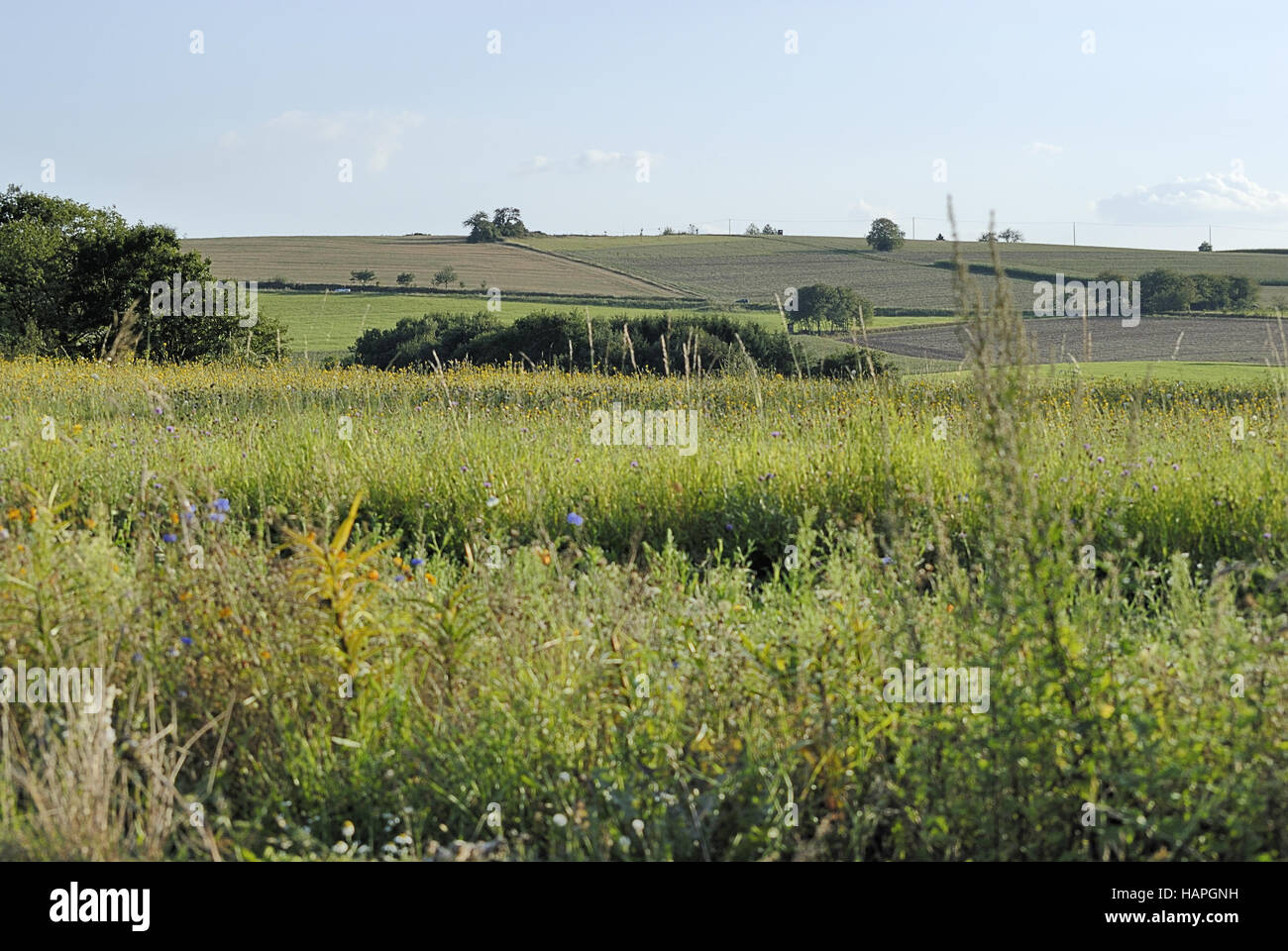 wiese+feld - meadow+field Stock Photo