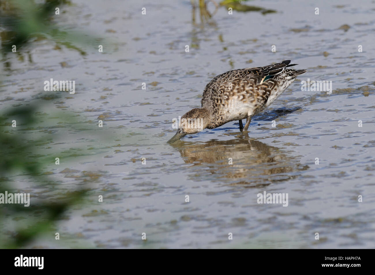 A Teal ( Anas crecca ) feeding in the margins of a pond Stock Photo