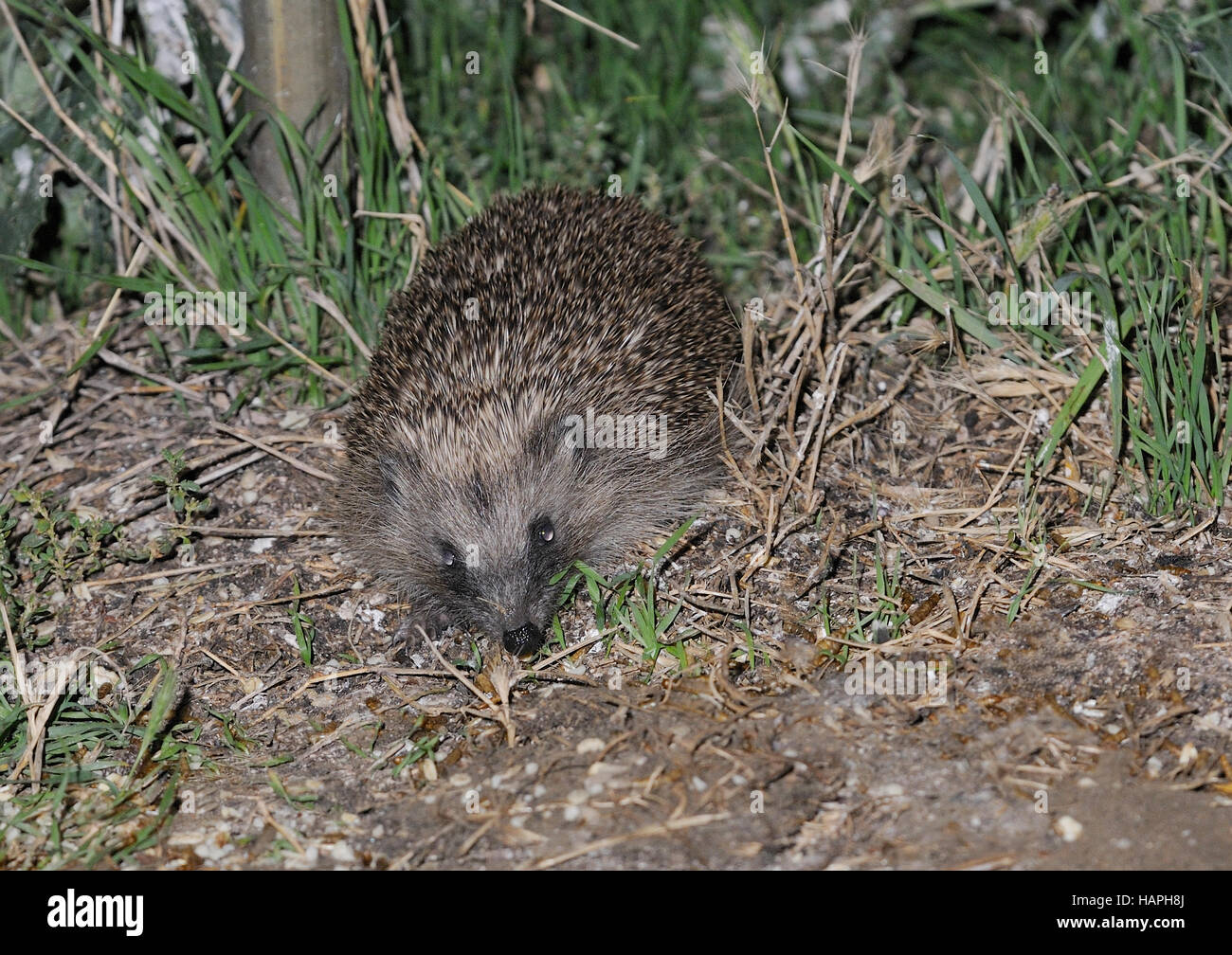 A Hedgehog (Erinaceus europaeus ) seaching for prey food in its garden abode Stock Photo
