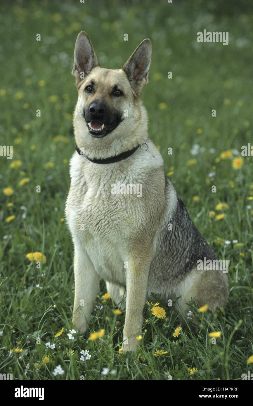 Schaeferhund High Resolution Stock Photography and Images - Alamy