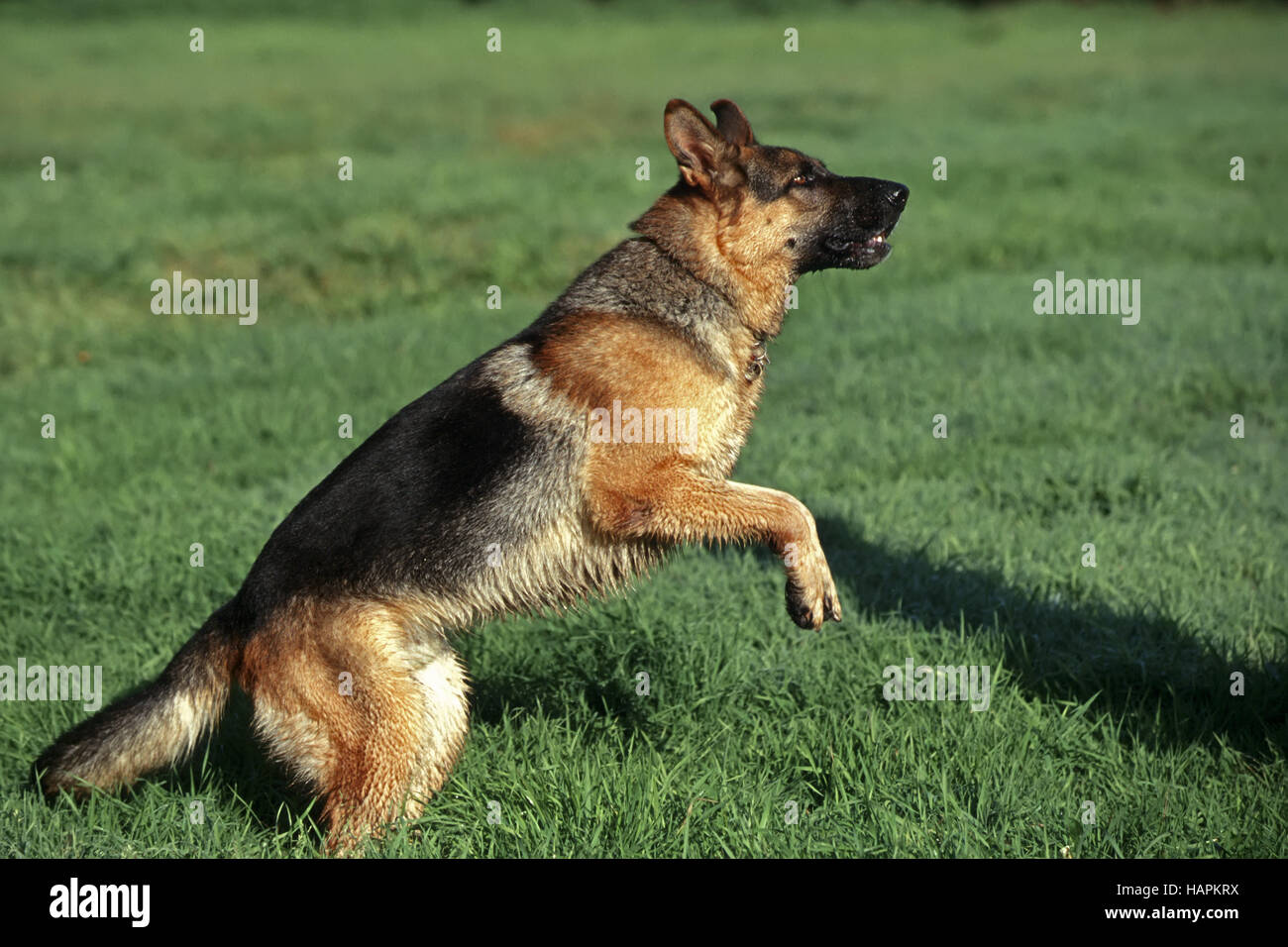 Deutscher Schaeferhund High Resolution Stock Photography and Images - Alamy