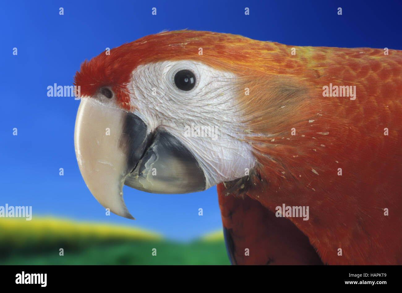 Ara, Parrot Stock Photo