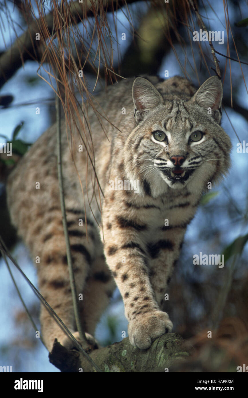 Rotluchs, Bobcat (Lynx rufus) Stock Photo